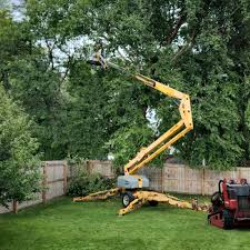 Best Utility Line Clearance  in Holtville, CA