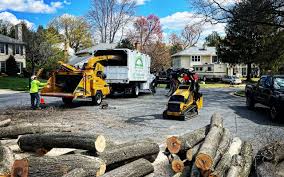Best Tree Maintenance Programs  in Holtville, CA
