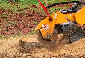 Best Tree Removal  in Holtville, CA