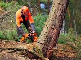 How Our Tree Care Process Works  in  Holtville, CA