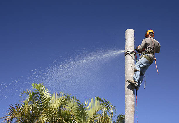 Best Lawn Disease Treatment  in Holtville, CA