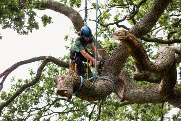 Best Tree Risk Assessment  in Holtville, CA