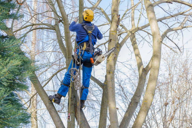 Best Tree Health Inspection  in Holtville, CA