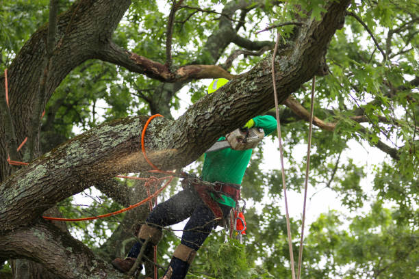 Best Seasonal Cleanup (Spring/Fall)  in Holtville, CA