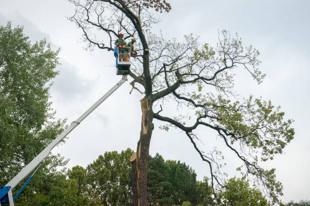  Holtville, CA Tree Care Pros
