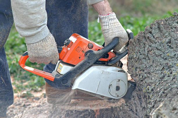 Best Hazardous Tree Removal  in Holtville, CA