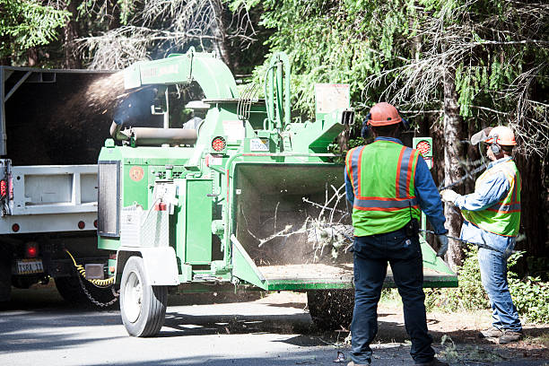 Best Tree Trimming and Pruning  in Holtville, CA
