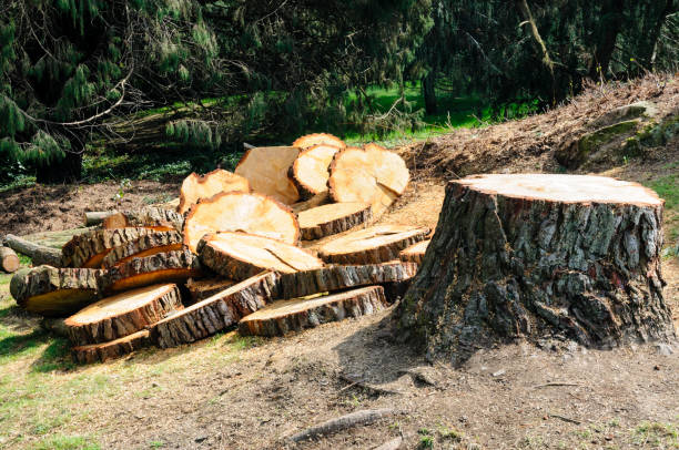 Best Tree Preservation Services  in Holtville, CA